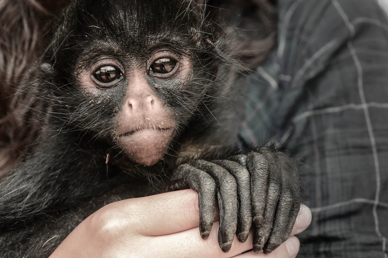 impact-img Close-up portrait of a young spider monkey holding hands with a human, showing endearing expression.