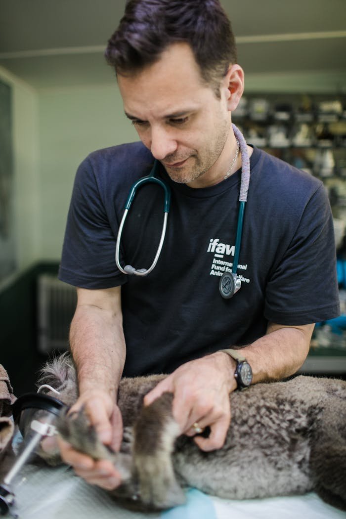 Mastering the First Impression: Your intriguing post title goes here A compassionate veterinarian treats a koala at a clinic in Australia, showcasing animal welfare efforts.