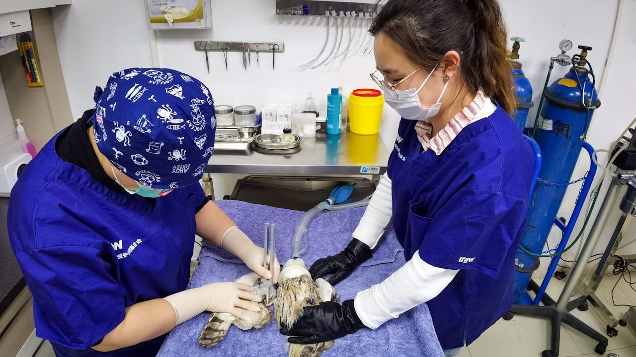 Crafting Captivating Headlines: Your awesome post title goes here Veterinarians performing surgery on an owl at a rescue center in Beijing.