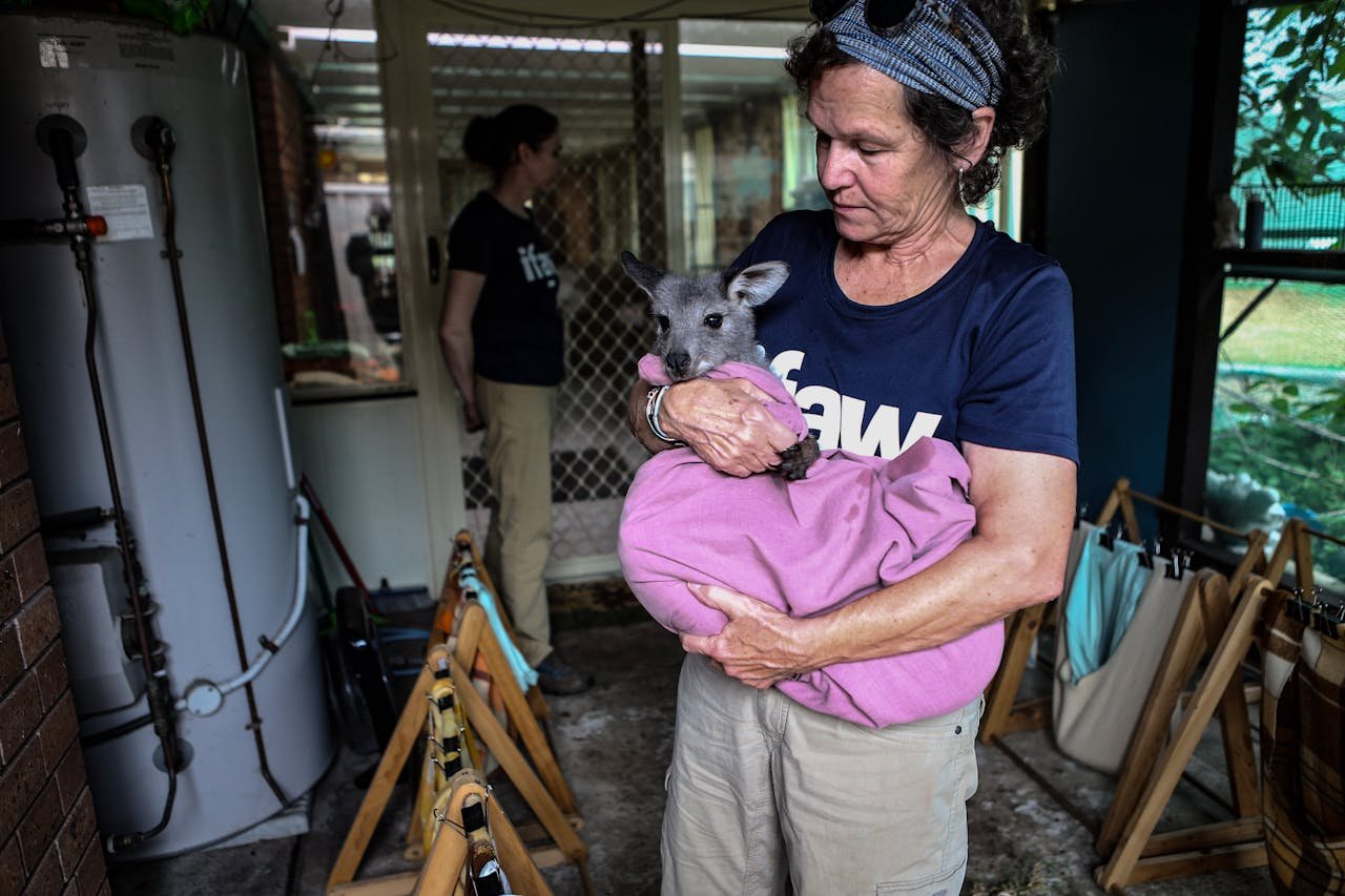 approach-img Volunteer caring for a rescued wallaby joey at an animal rescue shelter in Australia.